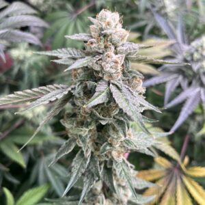 Chemical Soul feminized cannabis seeds – Chem Beltz x GG4 hybrid with frosty buds and gas grapefruit aroma