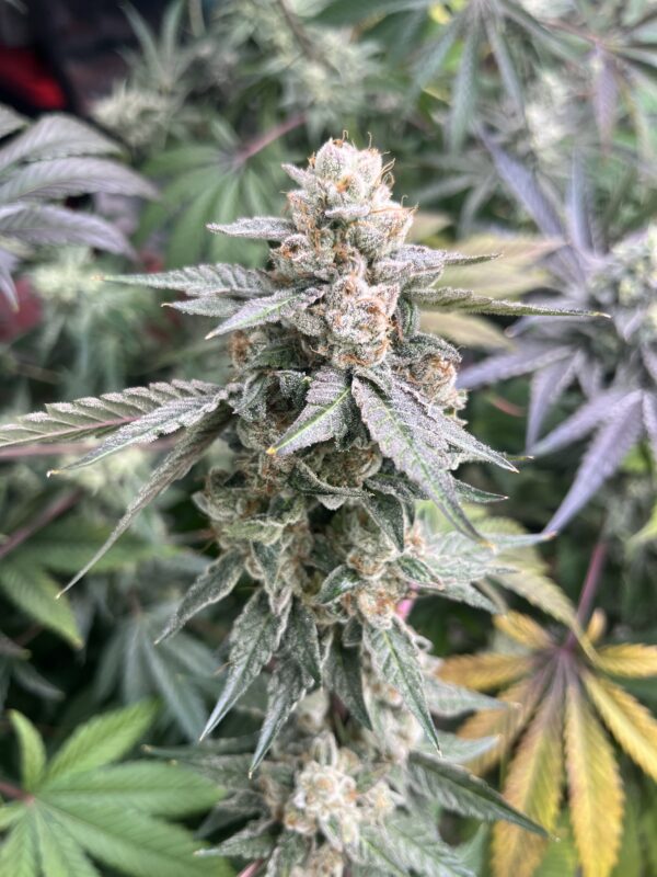 Chemical Soul feminized cannabis seeds – Chem Beltz x GG4 hybrid with frosty buds and gas grapefruit aroma
