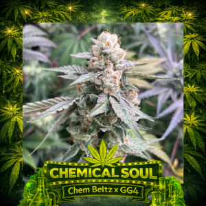 Chemical Soul GG4 cross cannabis plant showing large frosty buds with orange hairs and grapefruit gas terpene profile