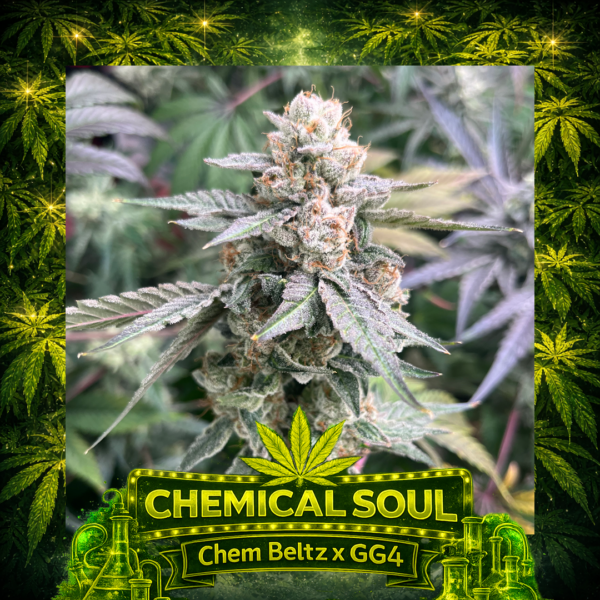 Chemical Soul - Flower Pick square Chemical Soul GG4 cross cannabis plant showing large frosty buds with orange hairs and grapefruit gas terpene profile