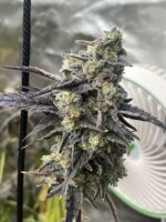 Elwood’s Funk feminized cannabis seeds – Cat Piss x GG4 hybrid with dank funky gas aroma and frosty buds