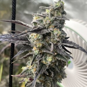 Elwood’s Funk feminized cannabis seeds – Cat Piss x GG4 hybrid with dank funky gas aroma and frosty buds