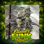 Elwood’s Funk Cat Piss x GG4 strain with dense resin-coated buds, heavy frost and pungent funky gas terpene expression
