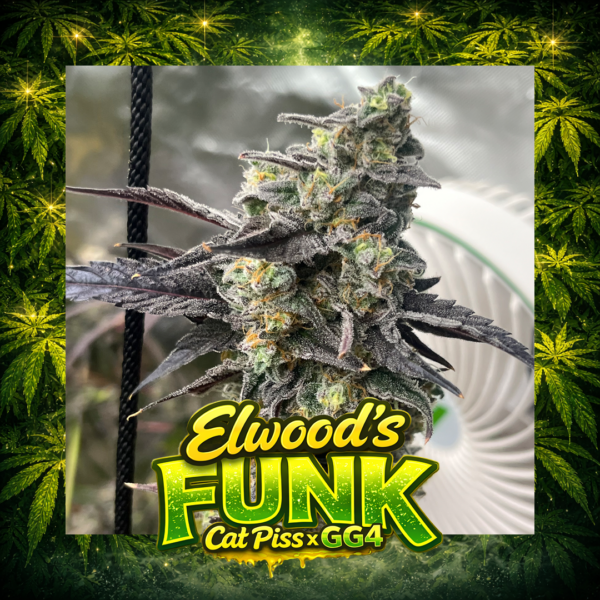 Elwood’s Funk Cat Piss x GG4 strain with dense resin-coated buds, heavy frost and pungent funky gas terpene expression