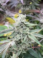 Magnolia Motel feminized cannabis seeds – Ice Cream Magnolia x GG4 hybrid with tangerine vanilla cake aroma