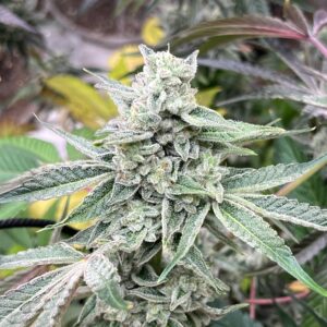 Magnolia Motel feminized cannabis seeds – Ice Cream Magnolia x GG4 hybrid with tangerine vanilla cake aroma