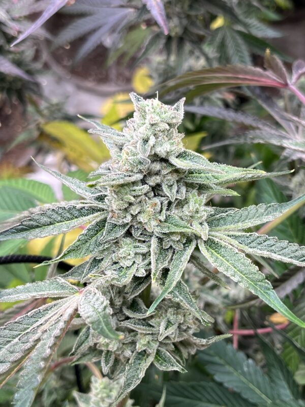 Magnolia Motel feminized cannabis seeds – Ice Cream Magnolia x GG4 hybrid with tangerine vanilla cake aroma