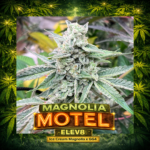Magnolia Motel Ice Cream Magnolia x GG4 hybrid featuring dense sticky buds with vanilla tangerine dessert terpenes and thick trichomes
