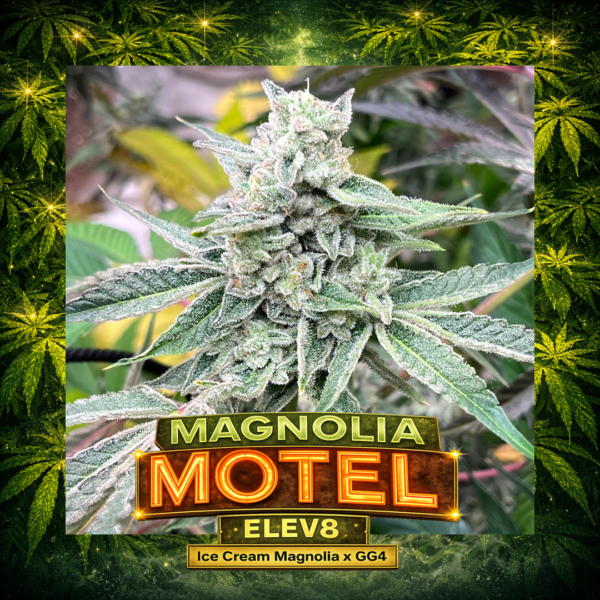 Magnolia Motel - Flower Pick square Magnolia Motel Ice Cream Magnolia x GG4 hybrid featuring dense sticky buds with vanilla tangerine dessert terpenes and thick trichomes