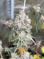 Sticky Suits feminized cannabis seeds – Wedding Pie x GG4 hybrid with sweet berry dough and gas aroma