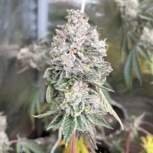 Sticky Suits feminized cannabis seeds – Wedding Pie x GG4 hybrid with sweet berry dough and gas aroma