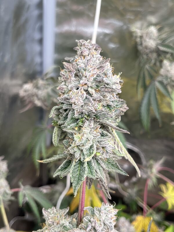 Sticky Suits feminized cannabis seeds – Wedding Pie x GG4 hybrid with sweet berry dough and gas aroma