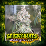 Sticky Suits Wedding Pie x GG4 hybrid displaying pale green frosty buds with purple hues and sweet berry gas aroma