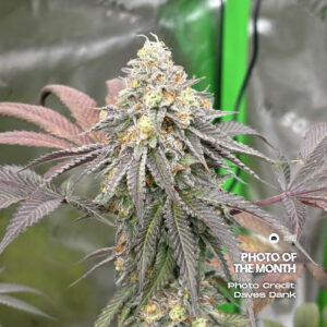 Frosty Bananas